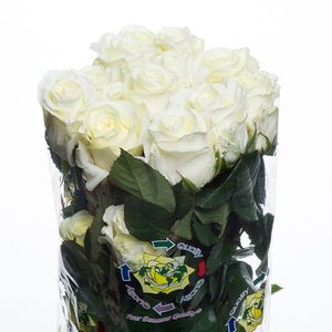 ROSE FIRST LADY 40